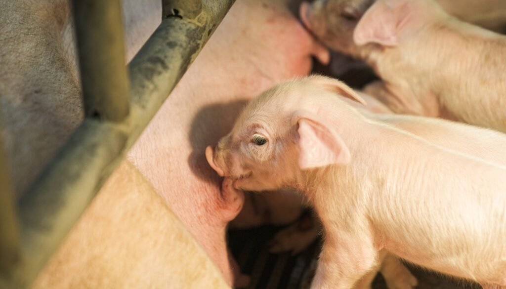 cochon de lait vivant