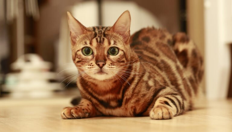 Chat Bengal