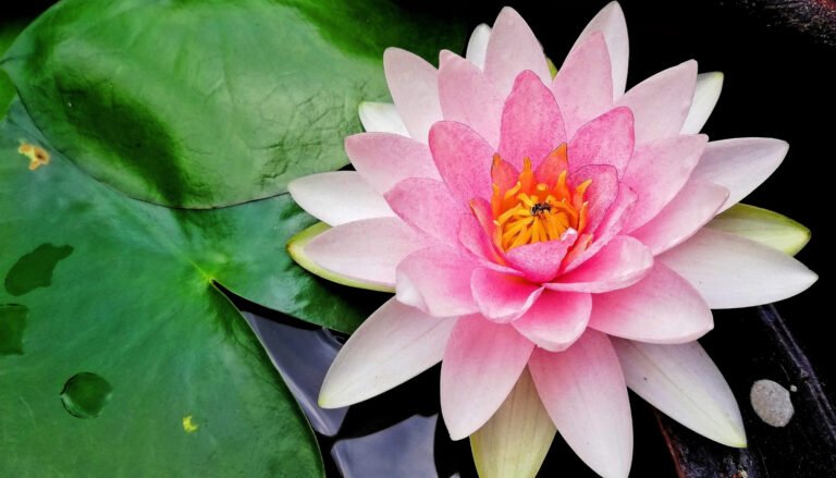 Fleur de lotus : Nelumbo nucifera