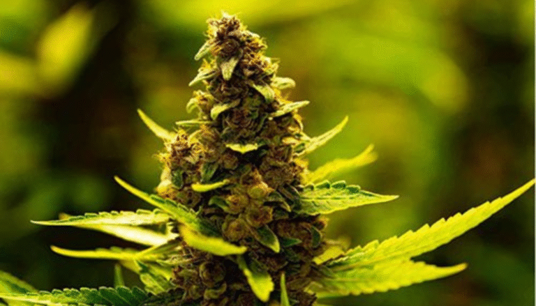 fleurs de CBD