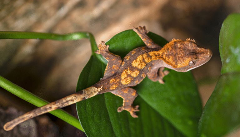 Gecko à crête