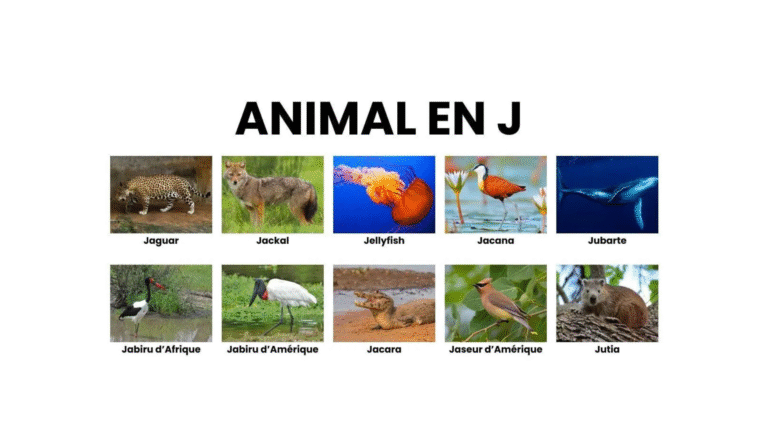 Animaux dont le nom commence par J illustrés.