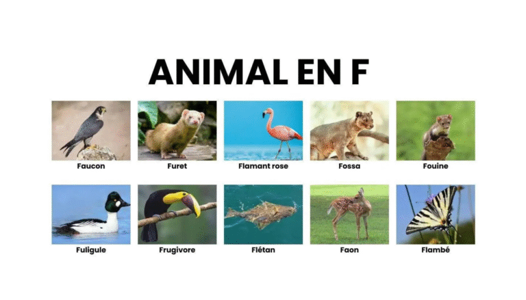 Animaux dont le nom commence par f illustrés.