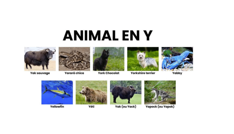 Animaux dont le nom commence par y illustrés.