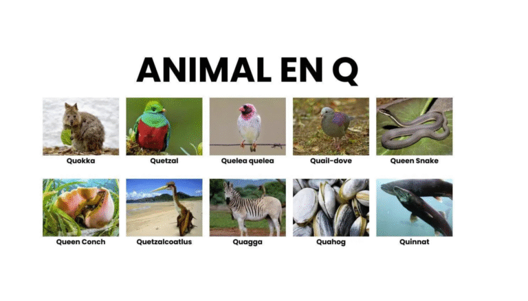 Animaux dont le nom commence par q illustrés.