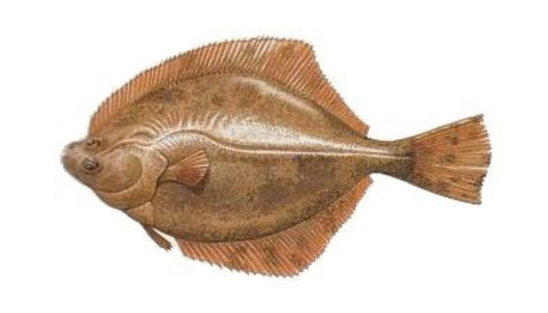poissons plats