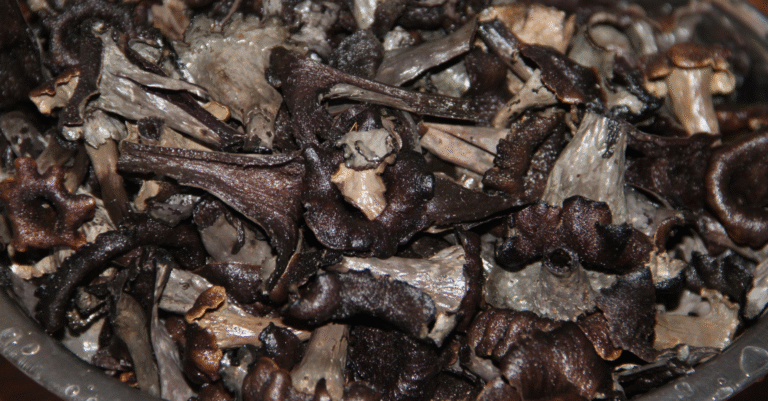 Cuisson Trompette de la Mort : recette facile et savoureuse Cuisson Trompette de la Mort