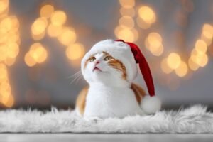 chat adulte avec un bonnet de noel