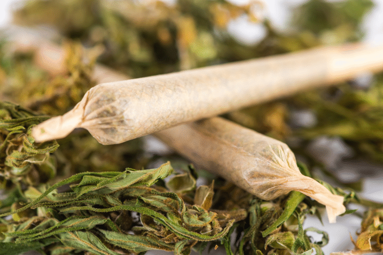 Pre Roll CBD Hollyweed : l’expérience premium du joint CBD prêt à fumer Pre Roll CBD