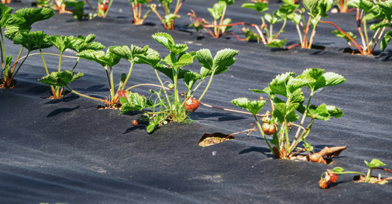 Toile de paillage : guide complet pour votre jardin et potager Toile de paillage